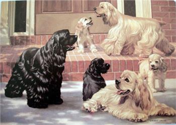 Pet Grooming Tools